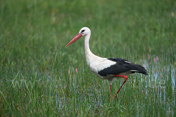 Weißstorch (Ciconia ciconia)