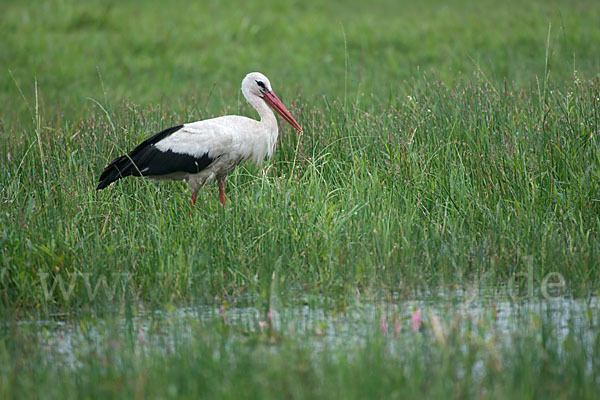 Weißstorch (Ciconia ciconia)