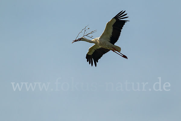 Weißstorch (Ciconia ciconia)