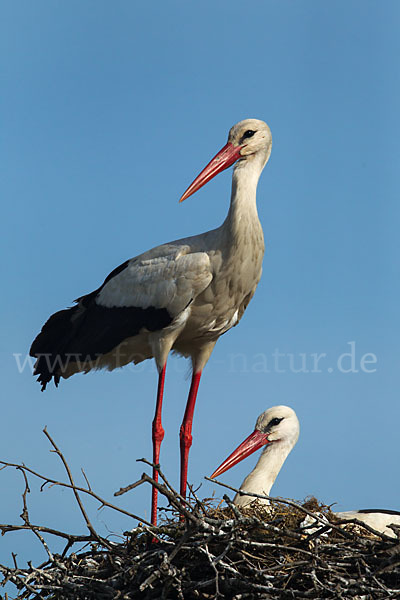 Weißstorch (Ciconia ciconia)