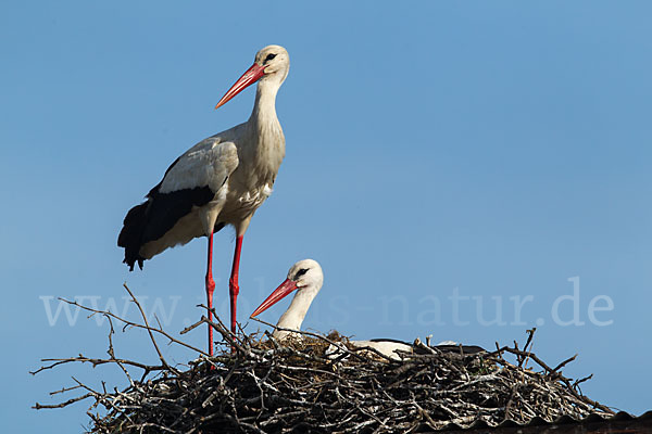 Weißstorch (Ciconia ciconia)