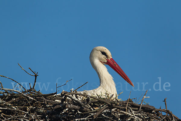 Weißstorch (Ciconia ciconia)