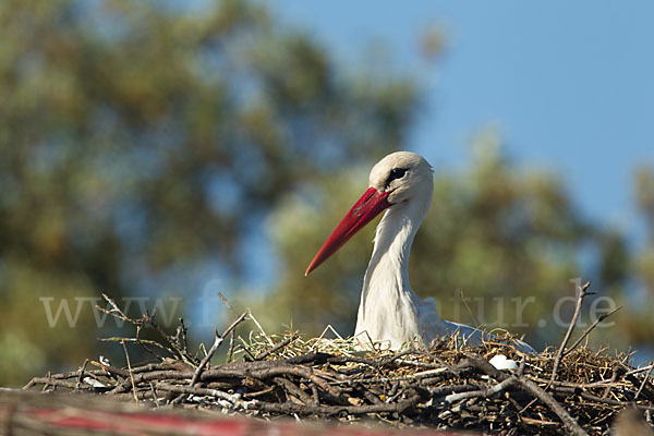 Weißstorch (Ciconia ciconia)