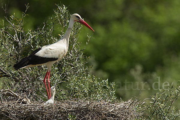 Weißstorch (Ciconia ciconia)