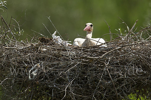 Weißstorch (Ciconia ciconia)