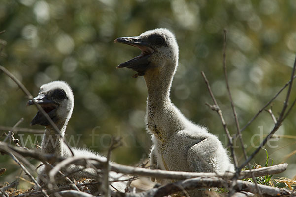Weißstorch (Ciconia ciconia)