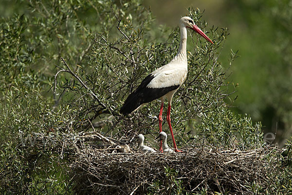 Weißstorch (Ciconia ciconia)