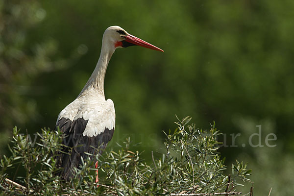 Weißstorch (Ciconia ciconia)