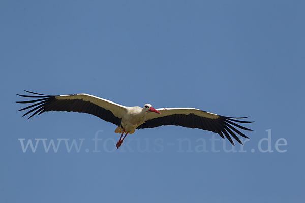 Weißstorch (Ciconia ciconia)