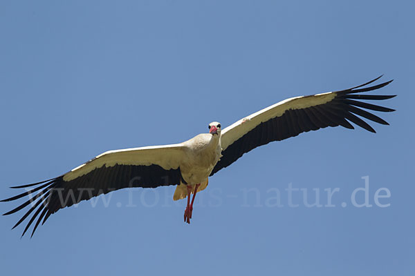 Weißstorch (Ciconia ciconia)