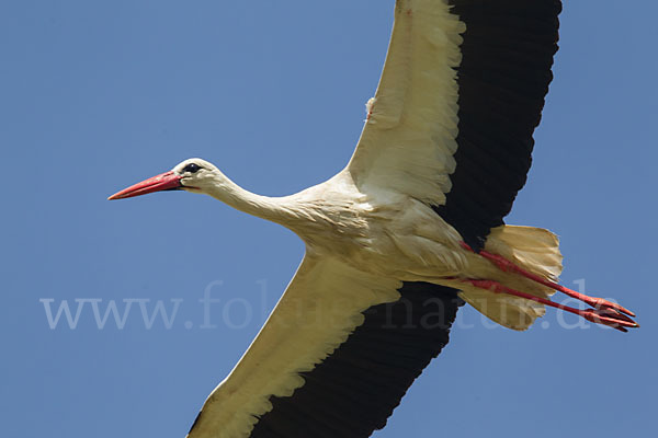 Weißstorch (Ciconia ciconia)