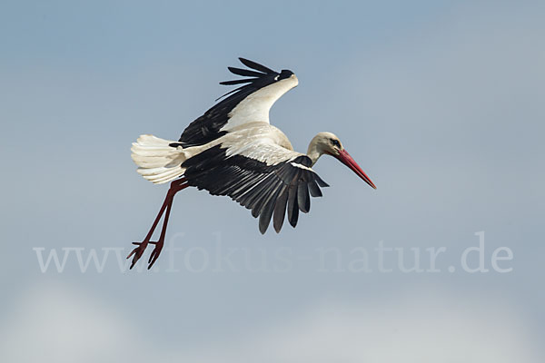 Weißstorch (Ciconia ciconia)