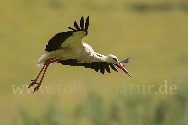 Weißstorch (Ciconia ciconia)