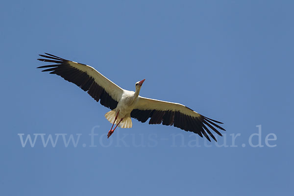 Weißstorch (Ciconia ciconia)