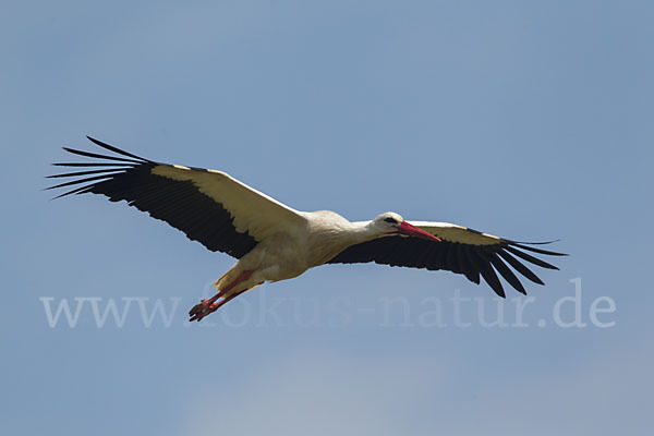 Weißstorch (Ciconia ciconia)