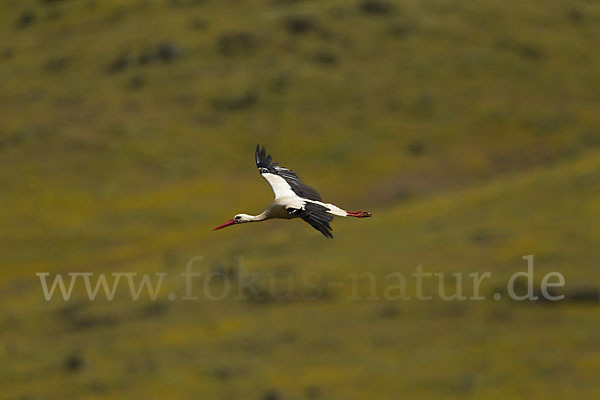 Weißstorch (Ciconia ciconia)