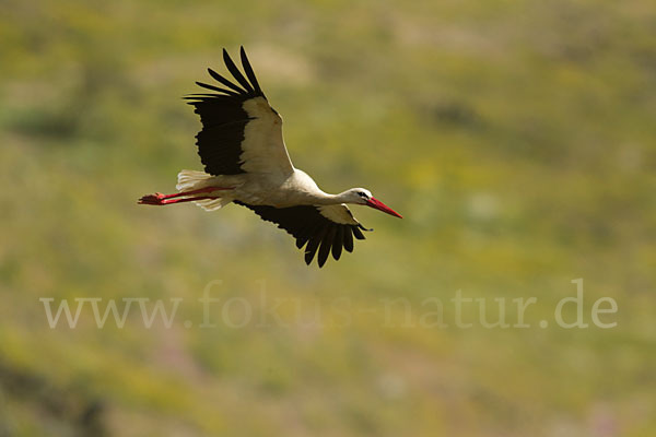 Weißstorch (Ciconia ciconia)