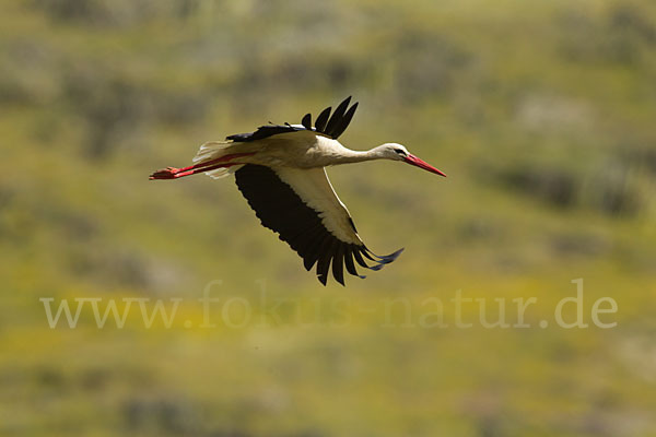 Weißstorch (Ciconia ciconia)