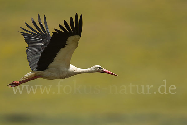 Weißstorch (Ciconia ciconia)