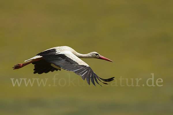 Weißstorch (Ciconia ciconia)