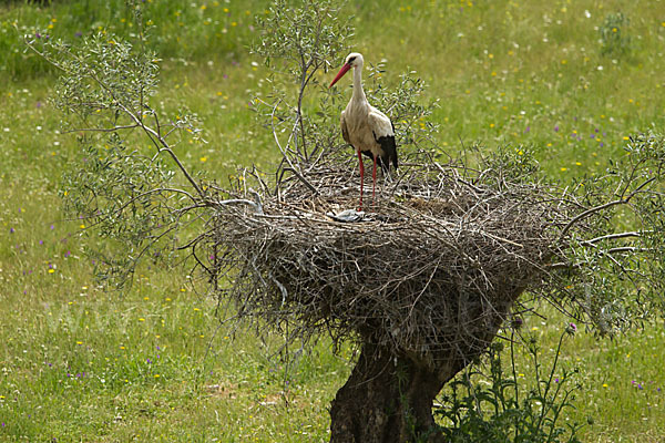 Weißstorch (Ciconia ciconia)