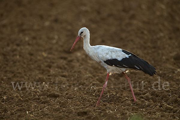 Weißstorch (Ciconia ciconia)