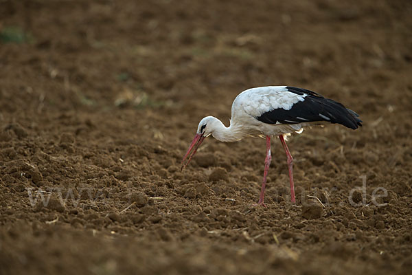 Weißstorch (Ciconia ciconia)