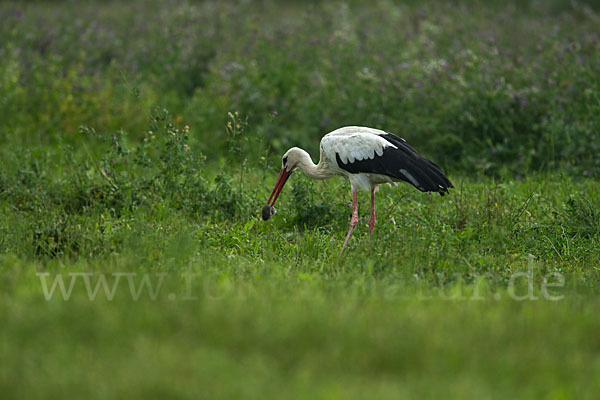 Weißstorch (Ciconia ciconia)