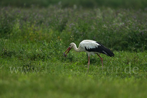 Weißstorch (Ciconia ciconia)