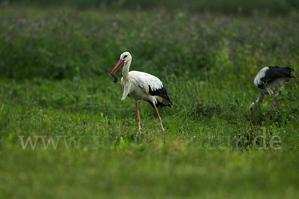 Weißstorch (Ciconia ciconia)