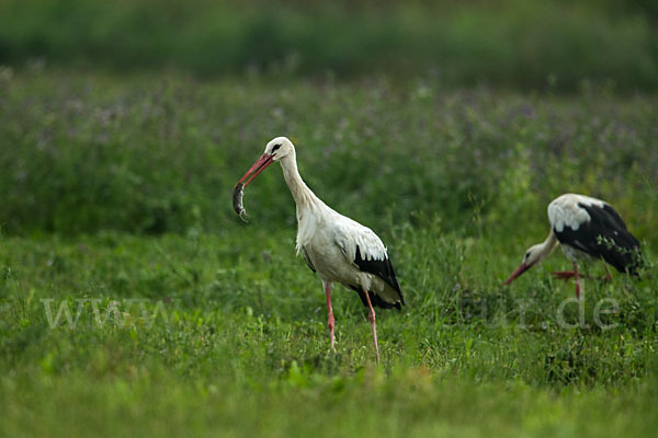 Weißstorch (Ciconia ciconia)