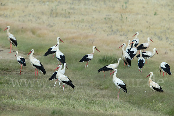 Weißstorch (Ciconia ciconia)