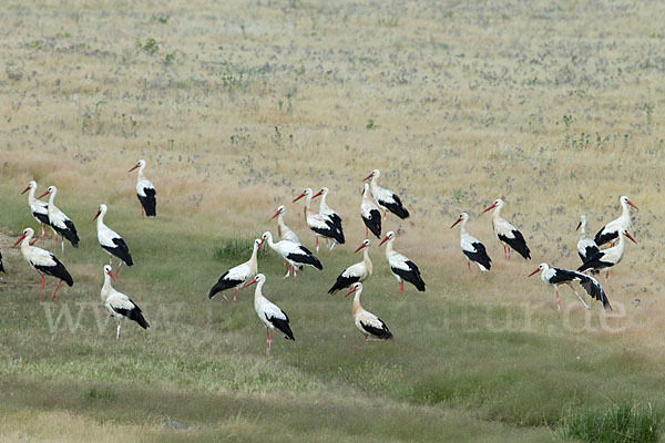 Weißstorch (Ciconia ciconia)