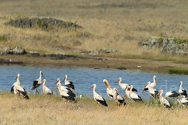 Weißstorch (Ciconia ciconia)