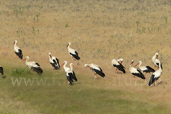 Weißstorch (Ciconia ciconia)