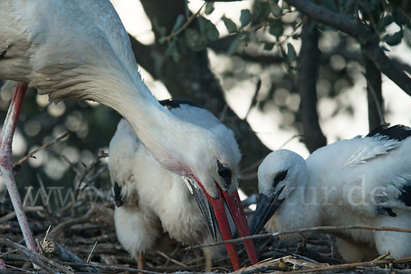 Weißstorch (Ciconia ciconia)