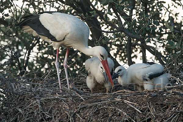 Weißstorch (Ciconia ciconia)