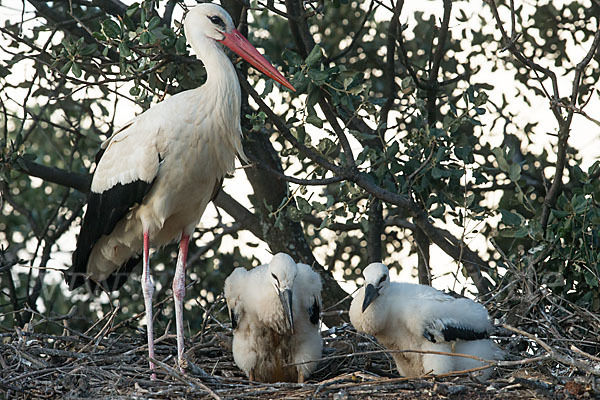 Weißstorch (Ciconia ciconia)