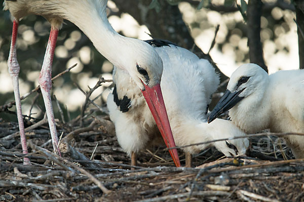 Weißstorch (Ciconia ciconia)