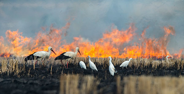 Weißstorch (Ciconia ciconia)