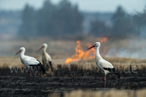 Weißstorch (Ciconia ciconia)