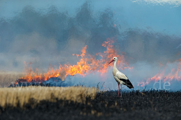 Weißstorch (Ciconia ciconia)