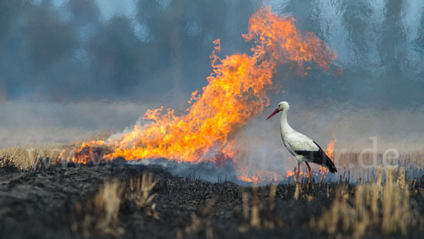 Weißstorch (Ciconia ciconia)