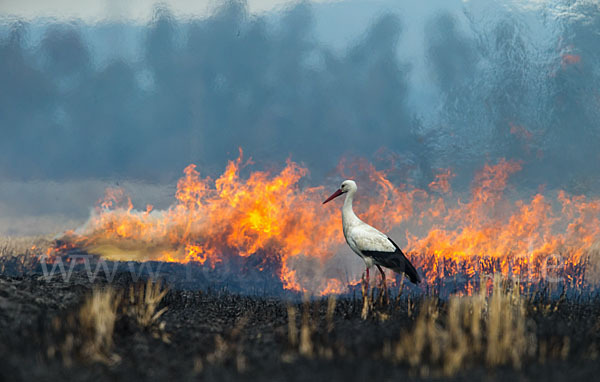 Weißstorch (Ciconia ciconia)