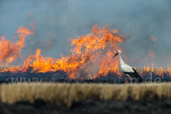 Weißstorch (Ciconia ciconia)