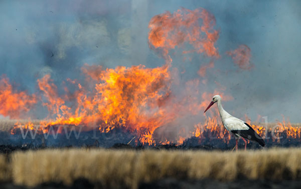 Weißstorch (Ciconia ciconia)