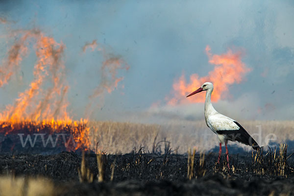 Weißstorch (Ciconia ciconia)