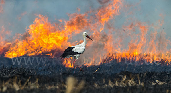 Weißstorch (Ciconia ciconia)