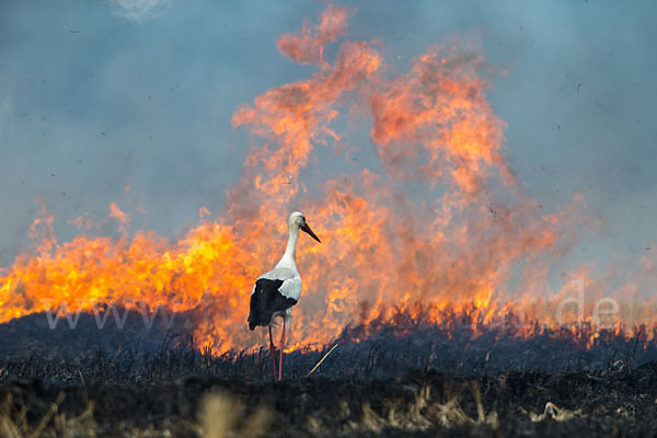 Weißstorch (Ciconia ciconia)