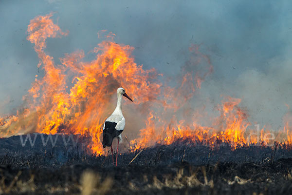 Weißstorch (Ciconia ciconia)